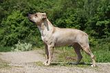 AMSTAFF ADULT 460